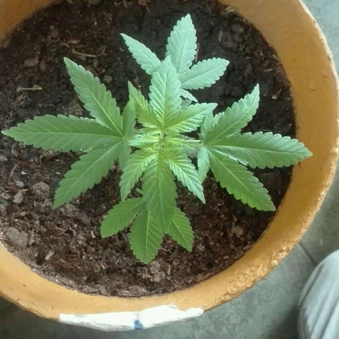 Whidak47[SXL141] growlog timeline photo