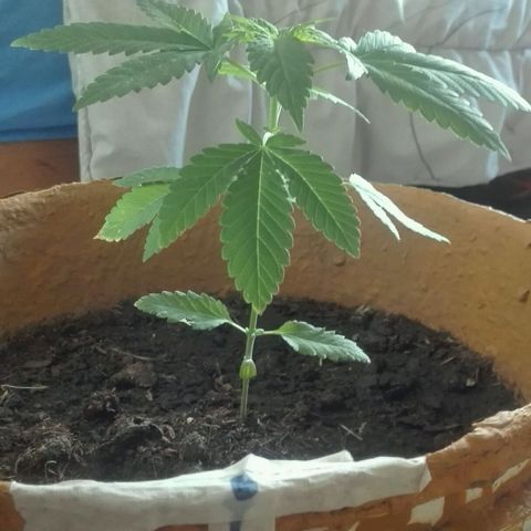 Whidak47[SXL141] growlog timeline photo