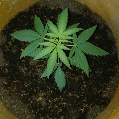 San Fernando vallaey og cush (SRB821) growlog photo: Una.hija presenta una mordedura por la Zoé