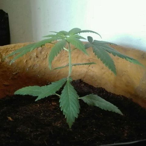 San Fernando vallaey og cush (SRB821) growlog photo: Una.hija presenta una mordedura por la Zoé