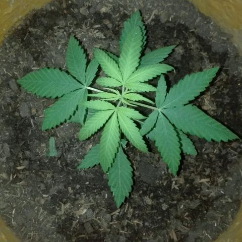 San Fernando vallaey og cush (SRB821) growlog timeline photo