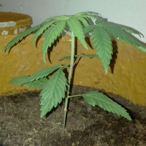 San Fernando vallaey og cush (SRB821) growlog timeline photo