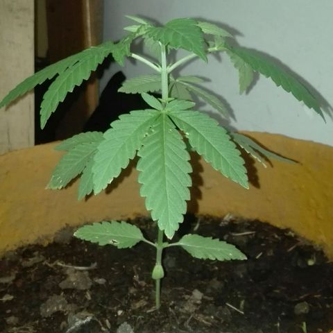 Whidak47[SXL141] growlog timeline photo