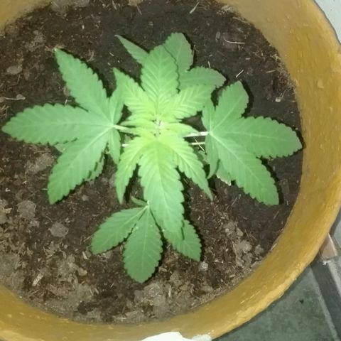 Whidak47[SXL141] growlog timeline photo