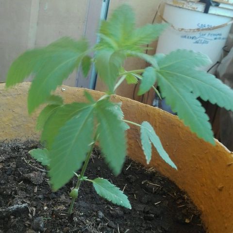 Whidak47[SXL141] growlog timeline photo