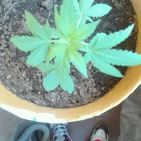 Whidak47[SXL141] growlog timeline photo