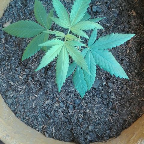 San Fernando vallaey og cush (SRB821) growlog timeline photo