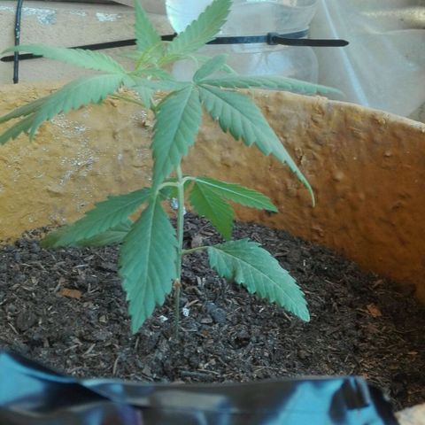 San Fernando vallaey og cush (SRB821) growlog timeline photo