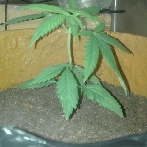 San Fernando vallaey og cush (SRB821) growlog photo: Se ve un.Excelente crecimiento.