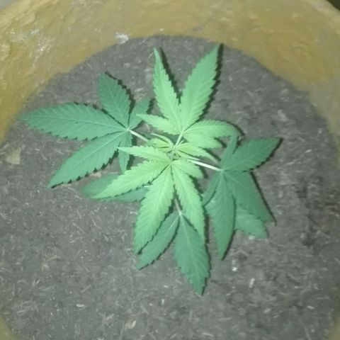 San Fernando vallaey og cush (SRB821) growlog photo: Se ve un.Excelente crecimiento.