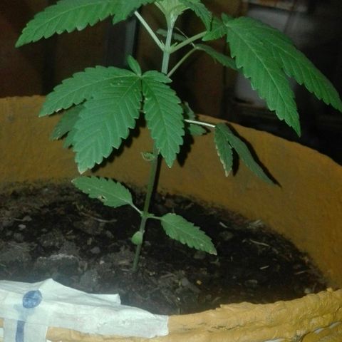 Whidak47[SXL141] growlog photo: Se ve muy sana luego del fertilizante que se le.dio.