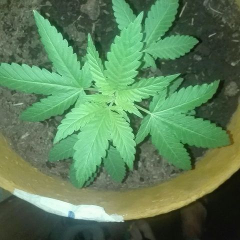 Whidak47[SXL141] growlog photo: Se ve muy sana luego del fertilizante que se le.dio.