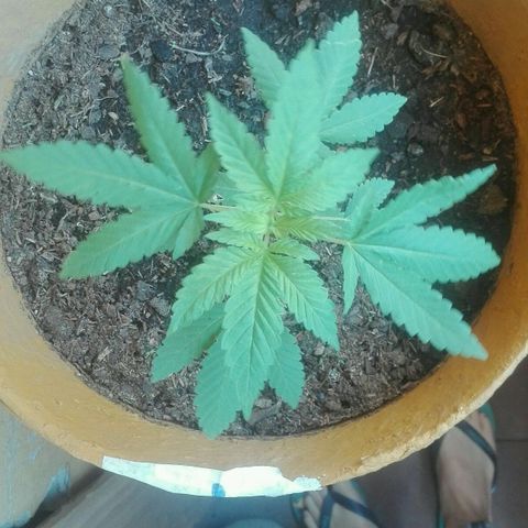 Whidak47[SXL141] growlog timeline photo