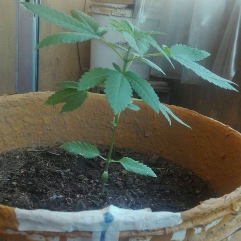 Whidak47[SXL141] growlog timeline photo