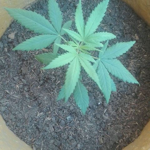 San Fernando vallaey og cush (SRB821) growlog timeline photo