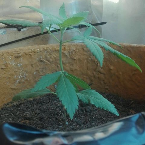 San Fernando vallaey og cush (SRB821) growlog timeline photo