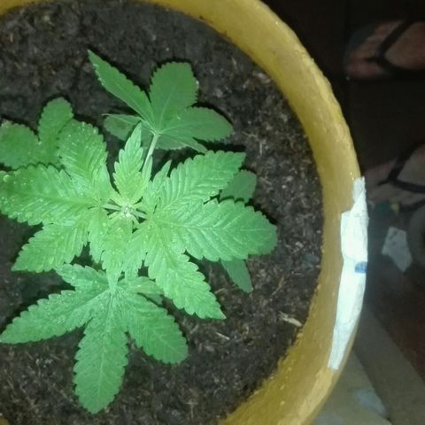 Whidak47[SXL141] growlog timeline photo
