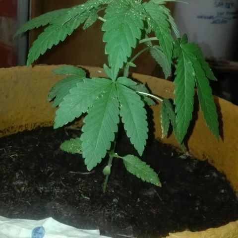 Whidak47[SXL141] growlog timeline photo
