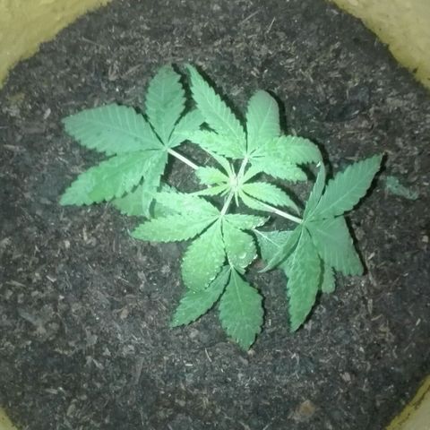 San Fernando vallaey og cush (SRB821) growlog timeline photo
