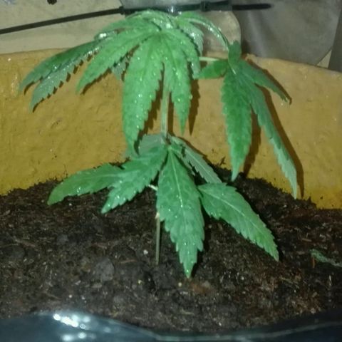 San Fernando vallaey og cush (SRB821) growlog timeline photo