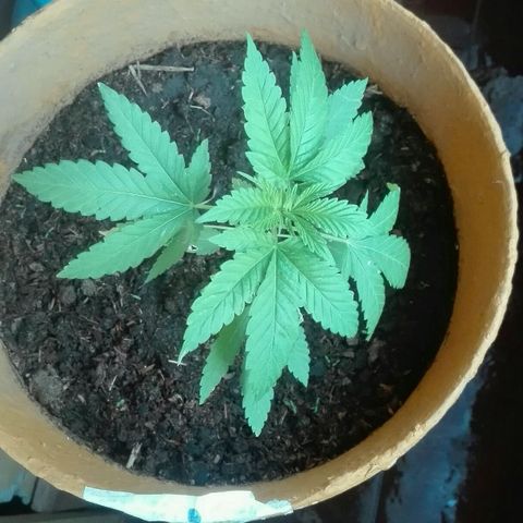 Whidak47[SXL141] growlog timeline photo