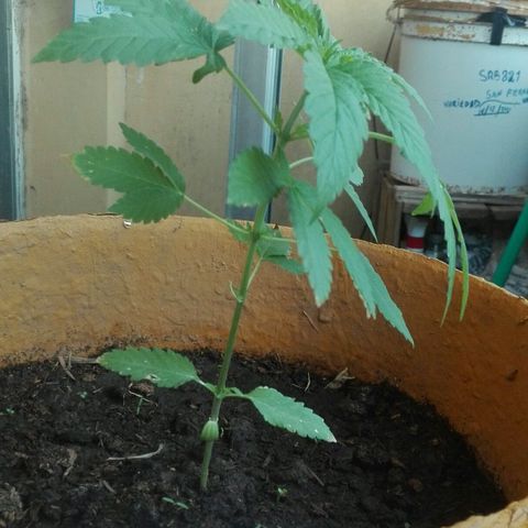 Whidak47[SXL141] growlog timeline photo
