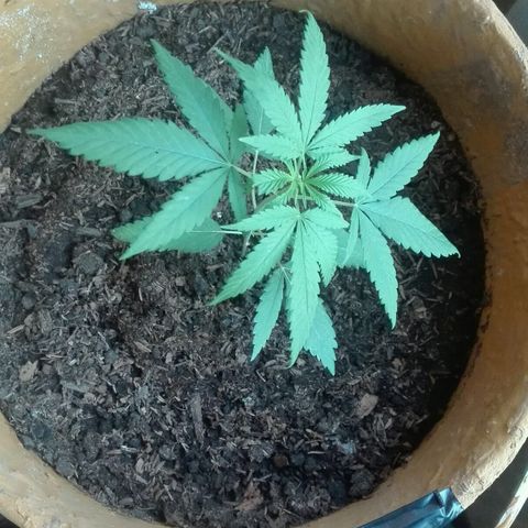 San Fernando vallaey og cush (SRB821) growlog timeline photo