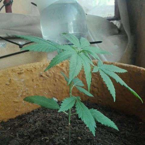 San Fernando vallaey og cush (SRB821) growlog timeline photo