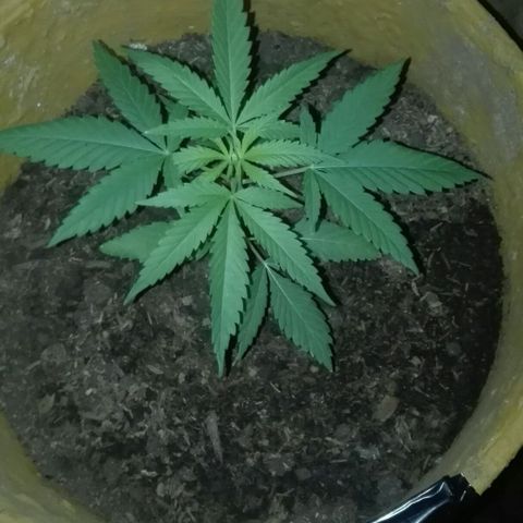 San Fernando vallaey og cush (SRB821) growlog timeline photo