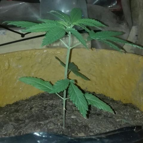 San Fernando vallaey og cush (SRB821) growlog timeline photo