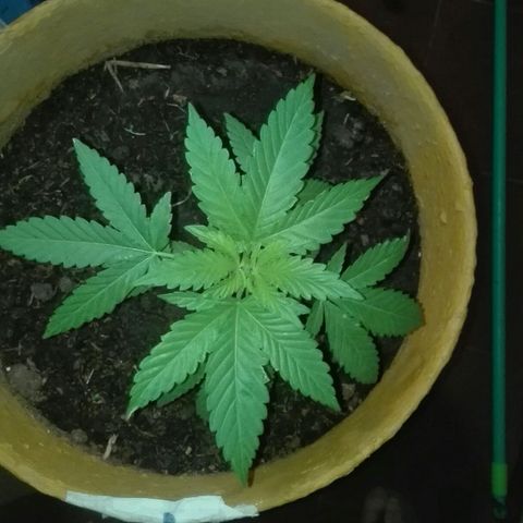 Whidak47[SXL141] growlog timeline photo