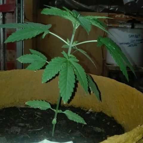 Whidak47[SXL141] growlog timeline photo