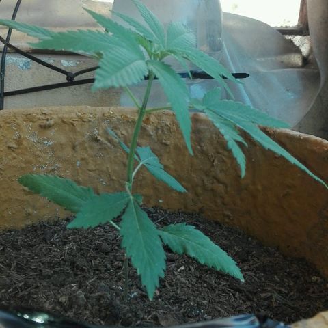 San Fernando vallaey og cush (SRB821) growlog timeline photo