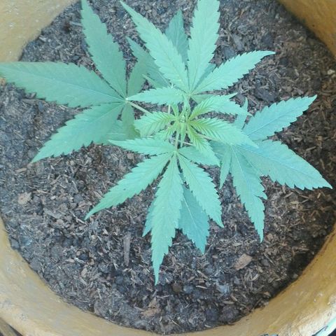 San Fernando vallaey og cush (SRB821) growlog timeline photo