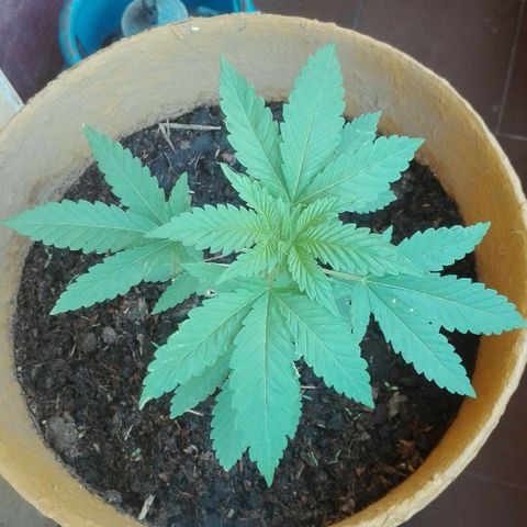 Whidak47[SXL141] growlog timeline photo