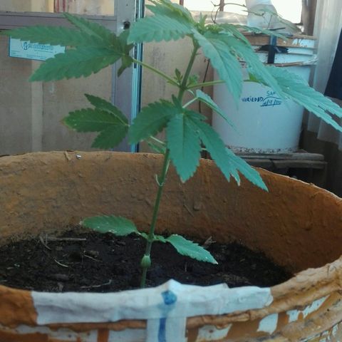 Whidak47[SXL141] growlog timeline photo
