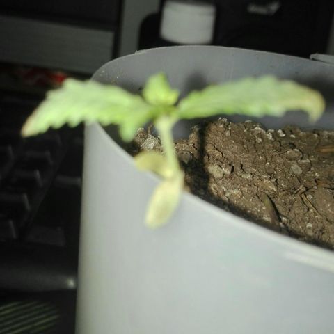 Regular (LCD46) growlog timeline photo