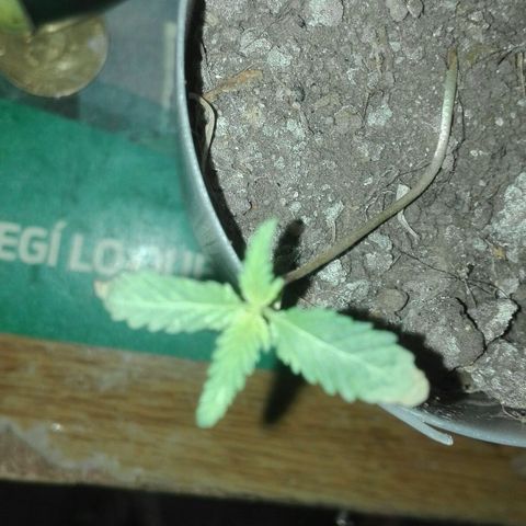 Regular (LCD46) growlog timeline photo