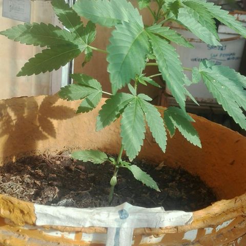 Whidak47[SXL141] growlog timeline photo