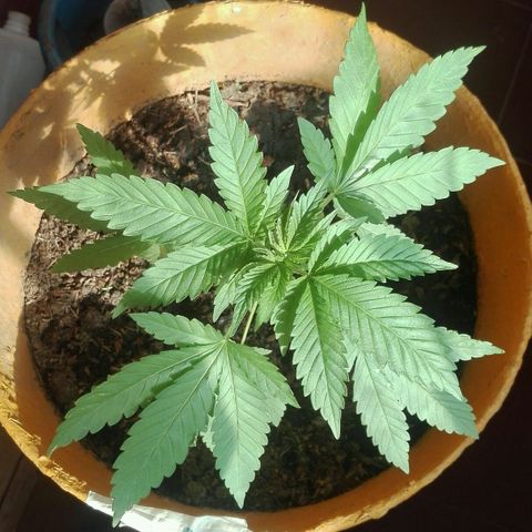 Whidak47[SXL141] growlog timeline photo