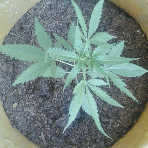 San Fernando vallaey og cush (SRB821) growlog timeline photo