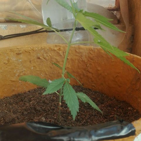 San Fernando vallaey og cush (SRB821) growlog timeline photo