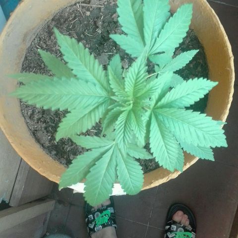 Whidak47[SXL141] growlog timeline photo