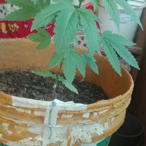 Whidak47[SXL141] growlog timeline photo