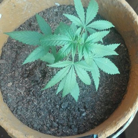 San Fernando vallaey og cush (SRB821) growlog timeline photo