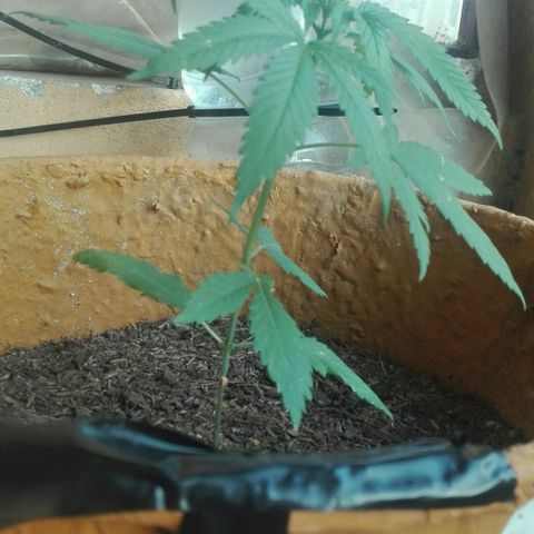 San Fernando vallaey og cush (SRB821) growlog timeline photo