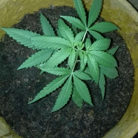 San Fernando vallaey og cush (SRB821) growlog timeline photo