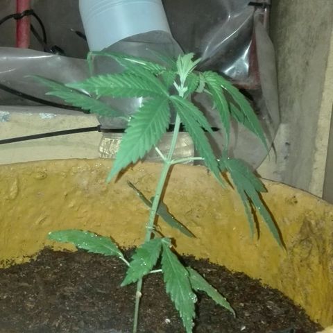 San Fernando vallaey og cush (SRB821) growlog timeline photo