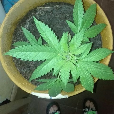 Whidak47[SXL141] growlog timeline photo