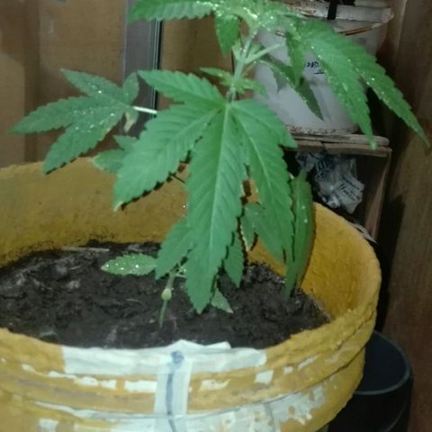 Whidak47[SXL141] growlog timeline photo